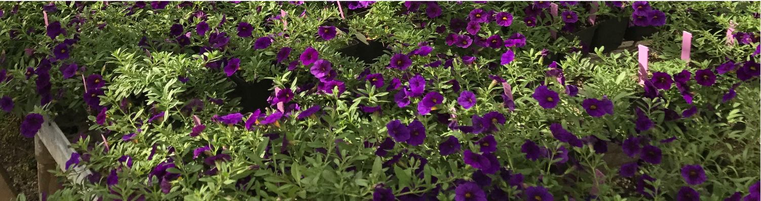 Calibrachoa